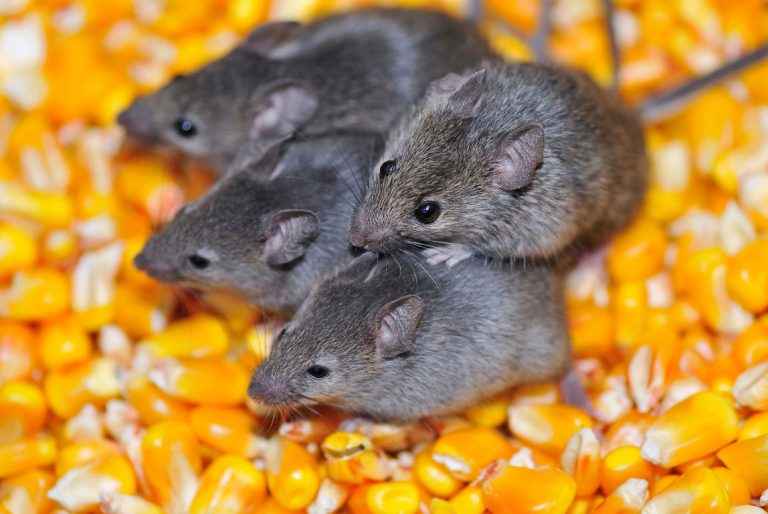 Multiple mice pesticides
