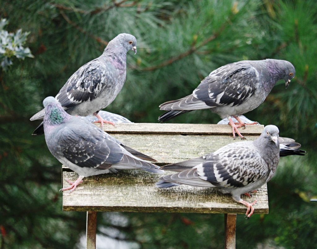 Bird proofing for pigeon pests