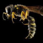 What is The Point of Wasps?