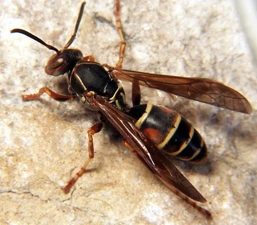 Wasp pest