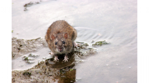Rat pesticide in environment